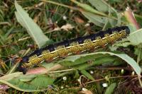 Hyles livornica