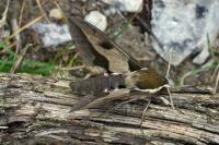 Hyles nicaea
