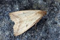 Hypenodes humidalis