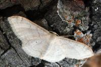 Idaea degeneraria