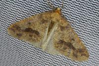 Erannis defoliaria