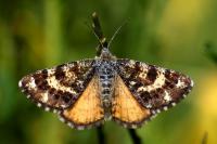 Isturgia famula