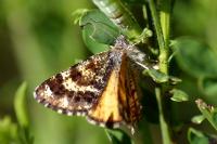 Isturgia famula