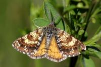 Isturgia famula