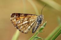 Isturgia famula