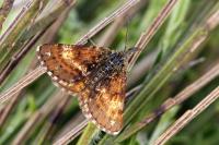 Isturgia famula