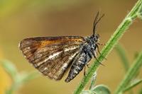 Isturgia famula
