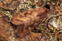 Lacanobia splendens