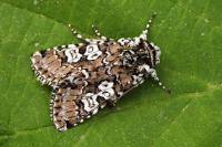 Lamprosticta culta