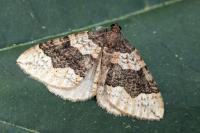 Larentia malvata