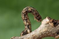 Larentia malvata