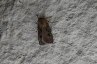 Agrotis exclamationis exclamationis