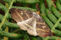 Laspeyria flexula