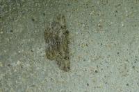 Peribatodes rhomboidaria rhomboidaria
