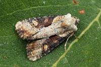 Lateroligia ophiogramma