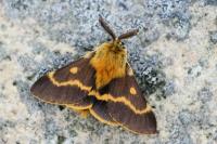 Lemonia dumi