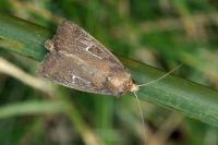 Lenisa geminipuncta