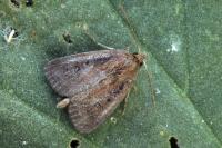 Lenisa geminipuncta
