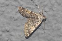 Idia calvaria