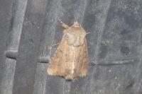 Luperina testacea