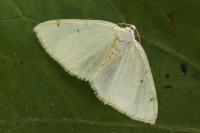 Lomographa bimaculata