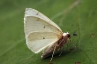 Lomographa bimaculata