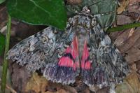 Catocala promissa
