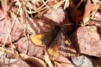 Lythria plumularia