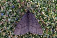 Macaria fusca