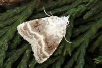 Meganola albula