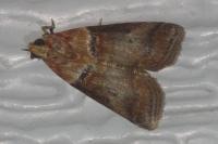 Acrobasis tumidana