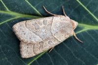 Mesogona acetosellae