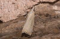 Chrysoteuchia culmella