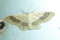 Idaea aversata
