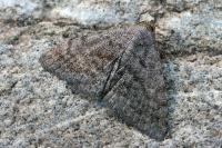 Metachrostis dardouini