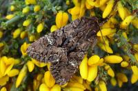 Mniotype adusta