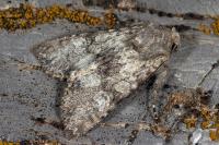 Mniotype anilis anilis