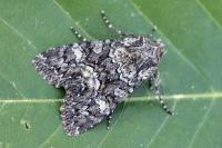 Mniotype anilis sylvatica