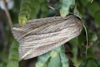 Mythimna riparia