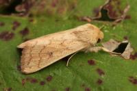 Mythimna vitellina