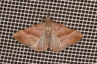 Hypena proboscidalis