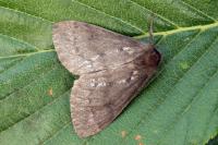Ocneria detrita