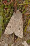 Orthosia gracilis