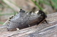 Odontosia carmelita