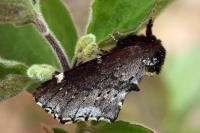 Odontosia carmelita