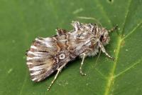 Omphalophana antirrhinii