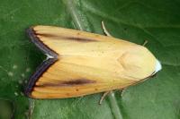 Pardoxia graellsii
