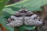 Pareulype berberata berberata