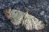 Pasiphila debiliata