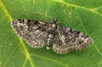 Pasiphila rectangulata